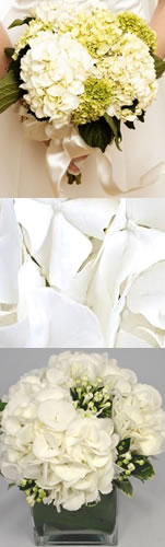 white hydrangea home graphic